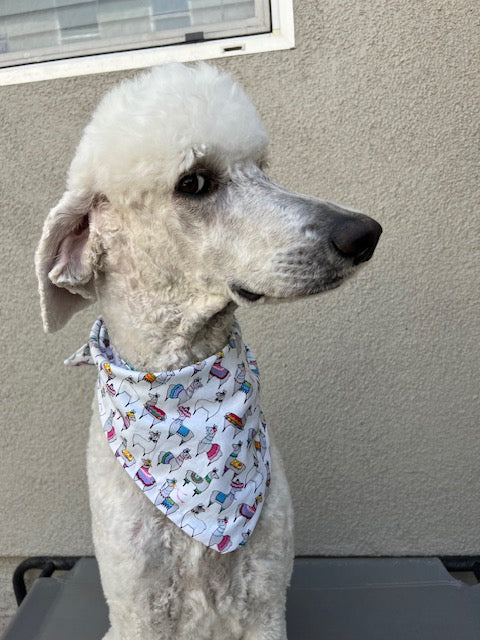 Fernando Llama